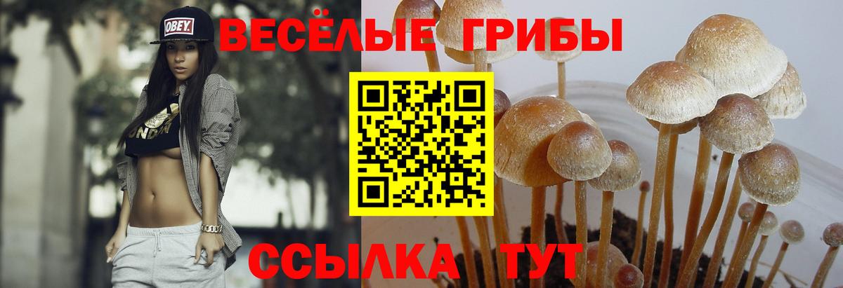 Псилоцибиновые грибы GOLDEN TEACHER Биробиджан